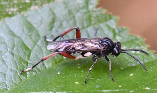 Macrophya sanguinolenta